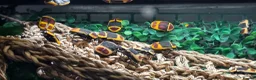 Beetles invertebrates for sale: Pachnoda sun beetles, question marks and hissers in Rhayader - Advert 3