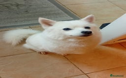 Pomsky dogs for sale: 🥰F3 POMSKY FEMALE 🥰  - Image 8