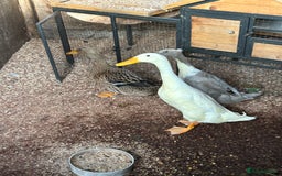 Ducks poultry for sale: Mixed breed ducks - Image 1