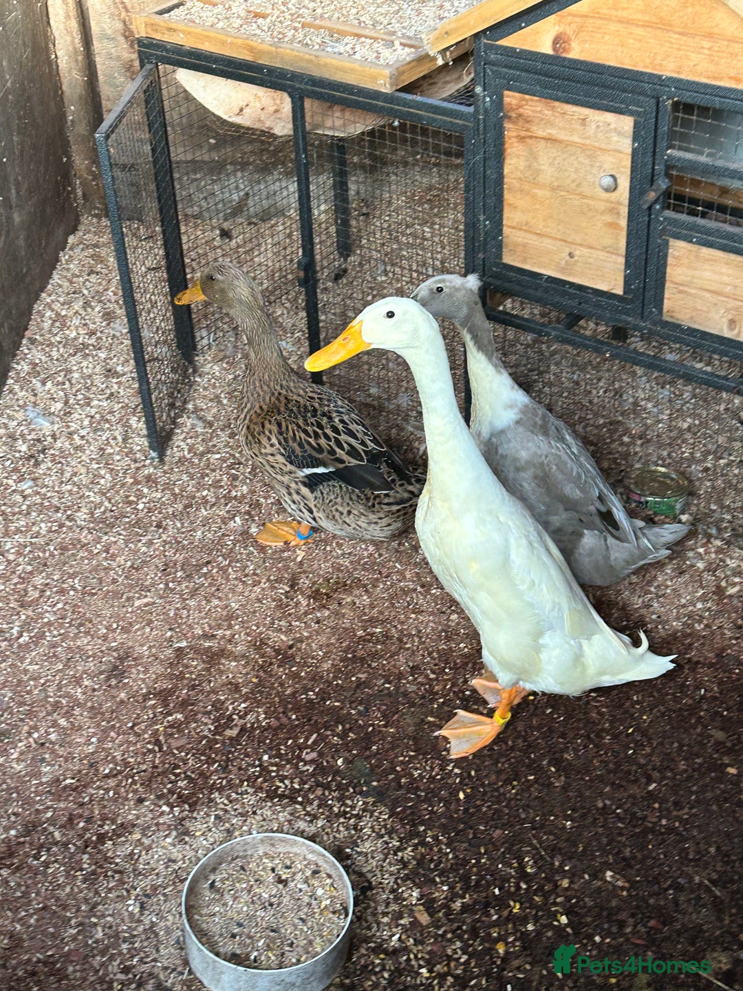 Ducks poultry for sale: Mixed breed ducks - Image 1