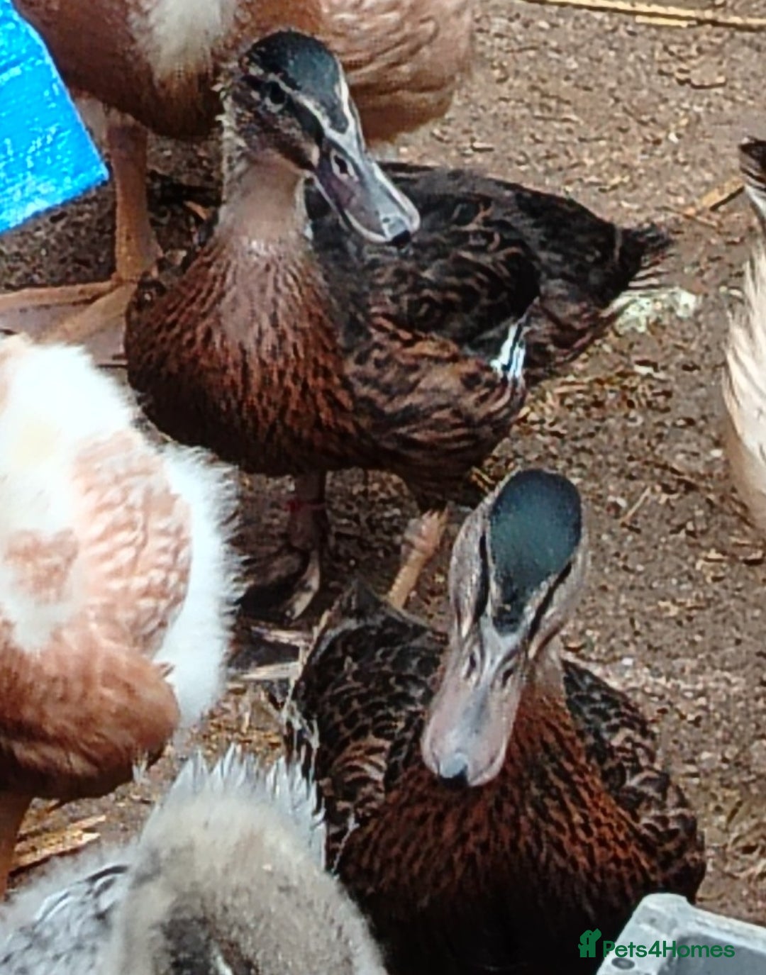 Ducks poultry for sale: Stunning mallards for sale - Image 2