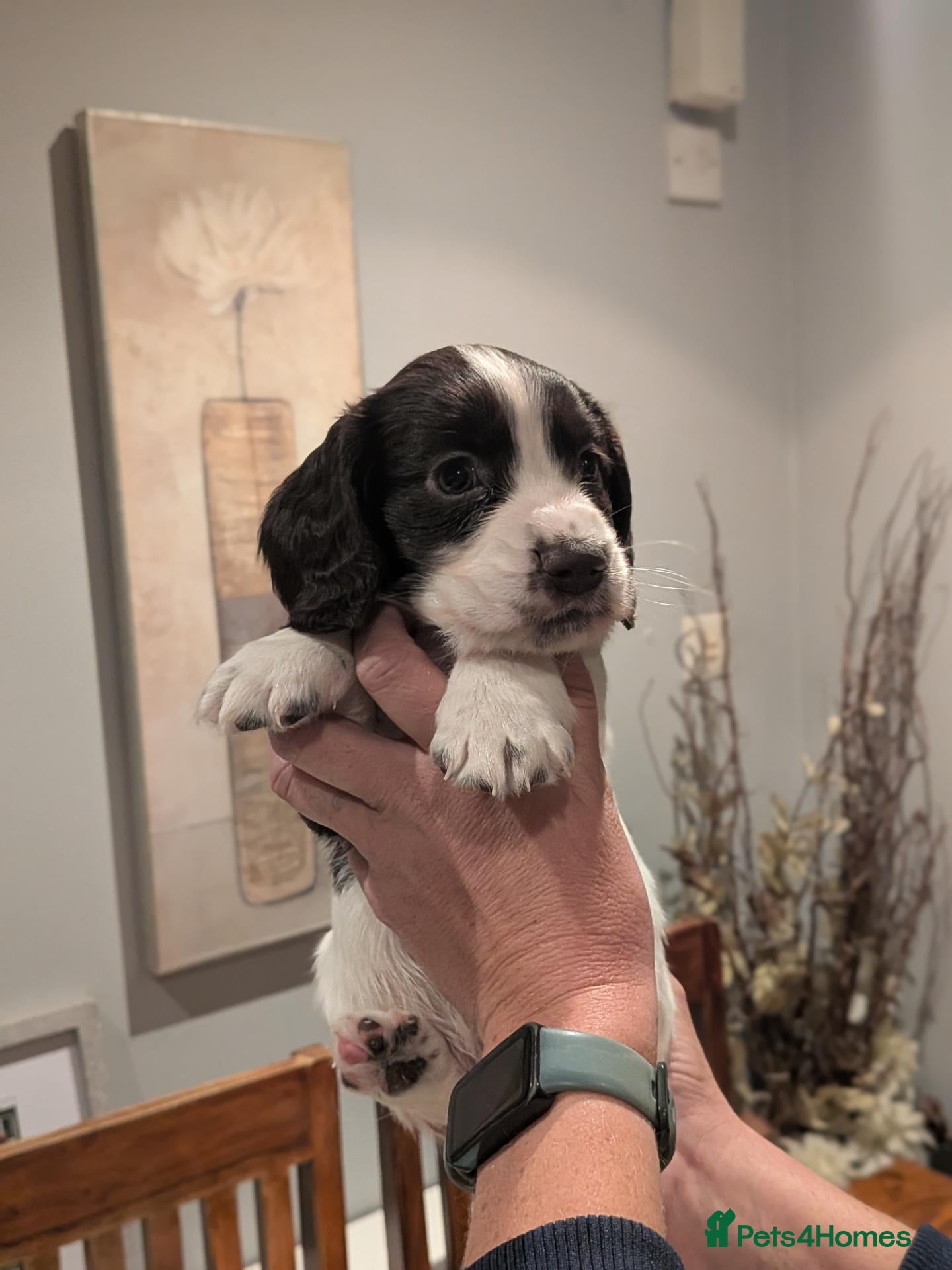 Cocker Spaniel dogs Stunning working cocker spaniels 3 LEFT - Advert 2