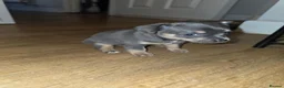 Chihuahua dogs for sale: Chihuahua Blue Tri. 1 Boy 1 Girl   - Advert 28