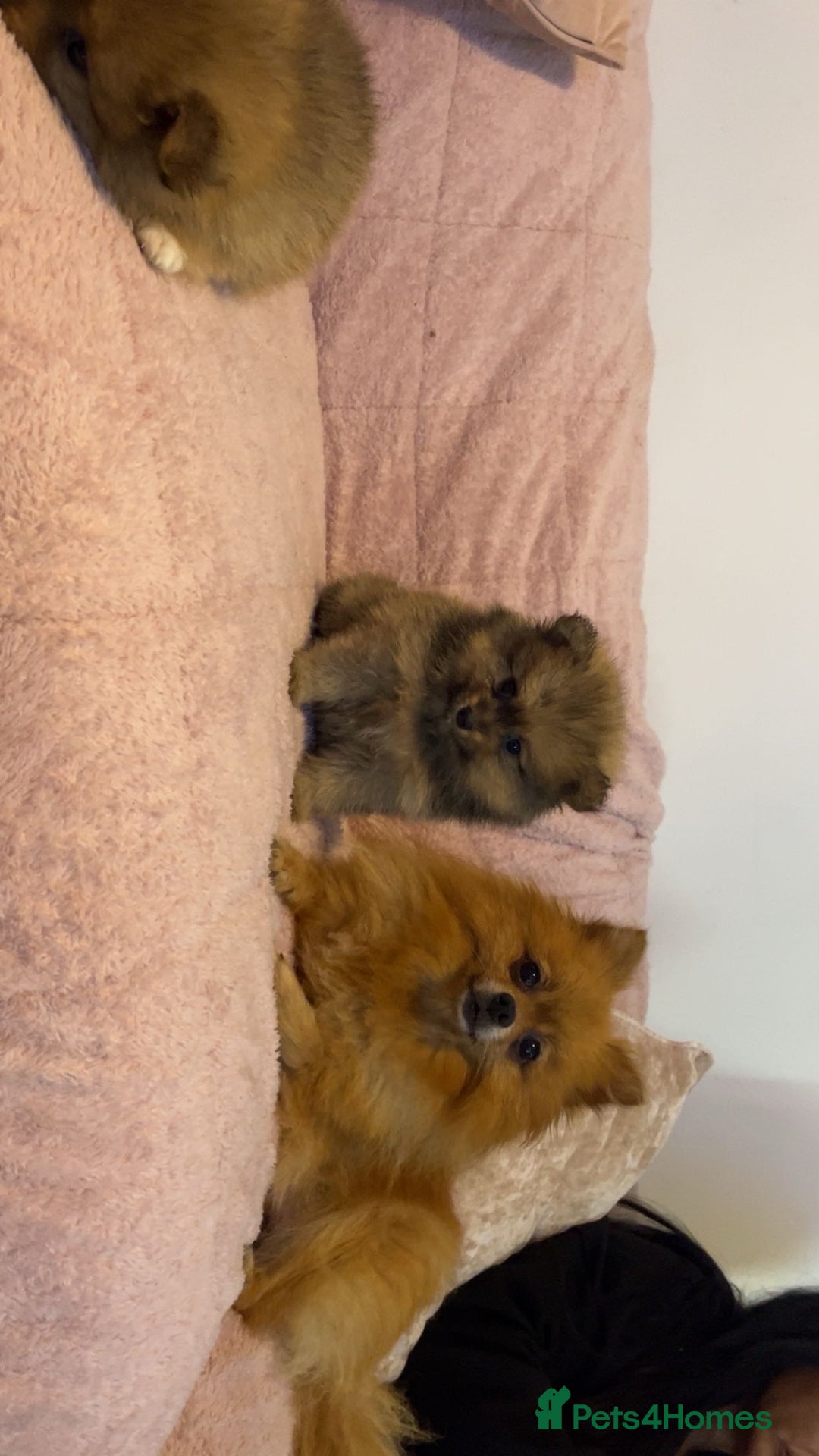 Pomeranian dogs for sale: 2 beautiful Pomeranian Puppy’s  - Image 7