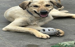 Mixed Breed dogs for adoption: Pettern - Norwich Norfolk  - Image 3