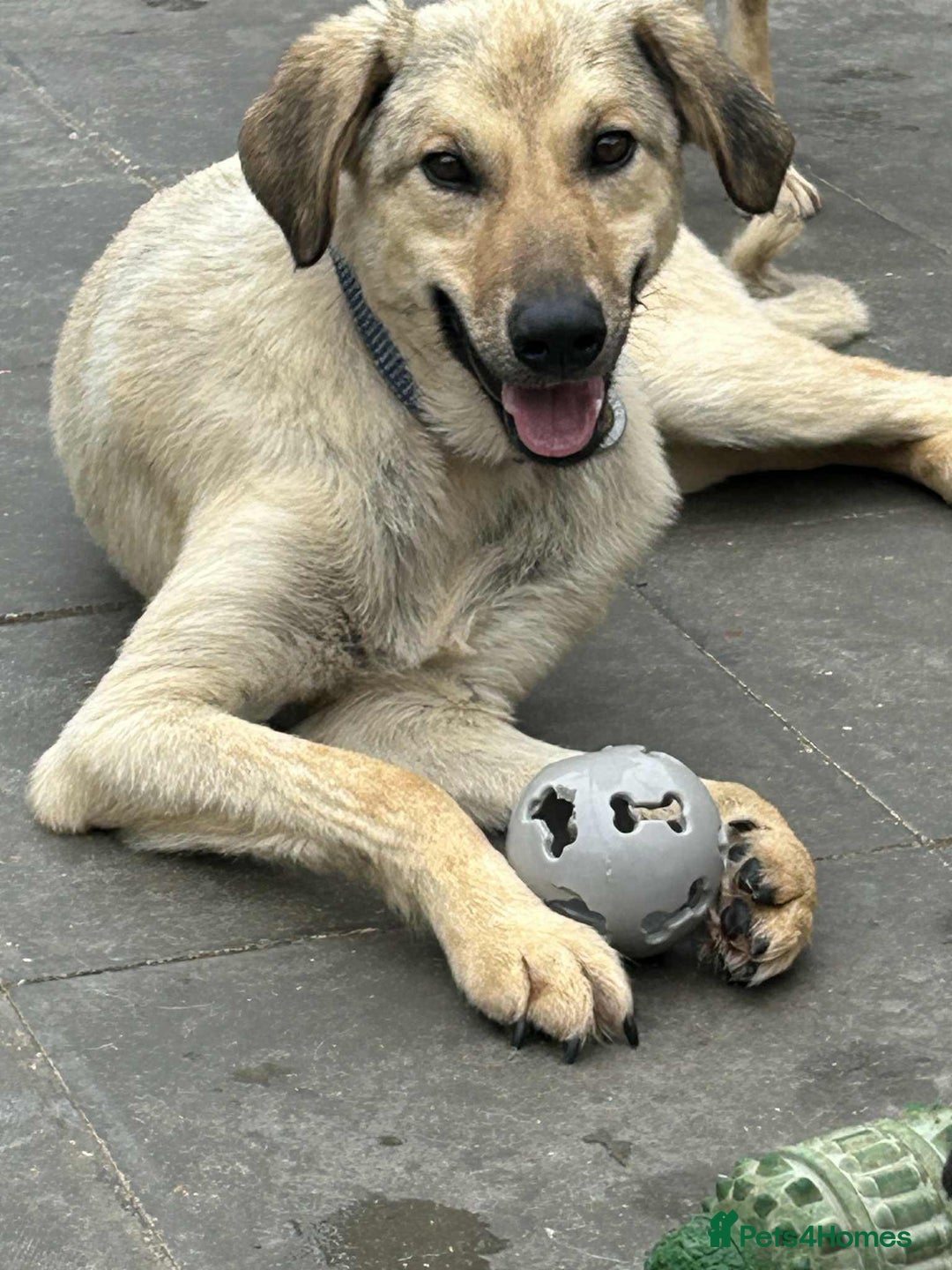 Mixed Breed dogs for adoption: Pettern - Norwich Norfolk  - Image 3