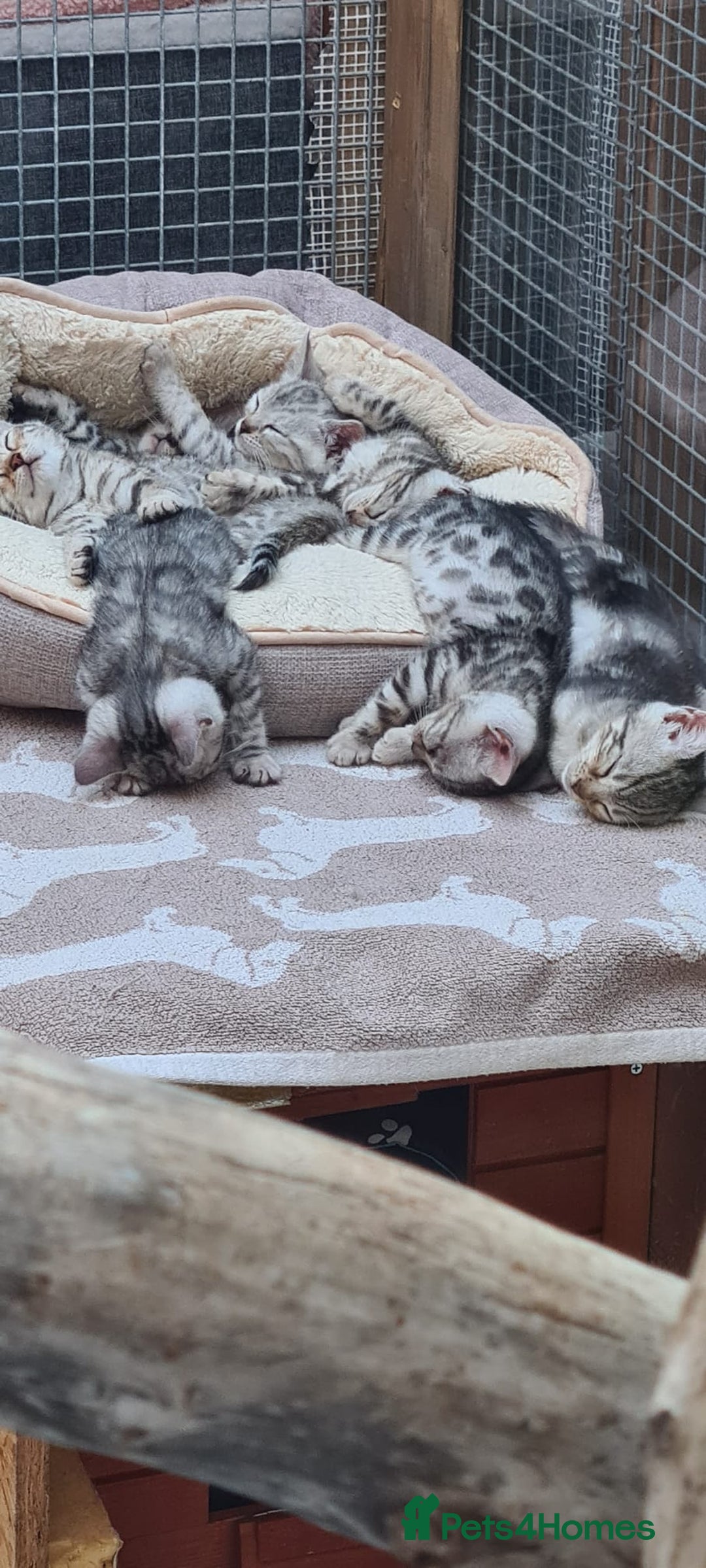 Bengal cats for sale: Pedigree Bengal kittens - Image 13