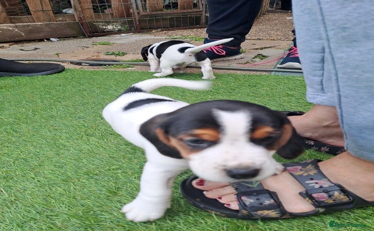 Mixed Breed dogs - Advert 11