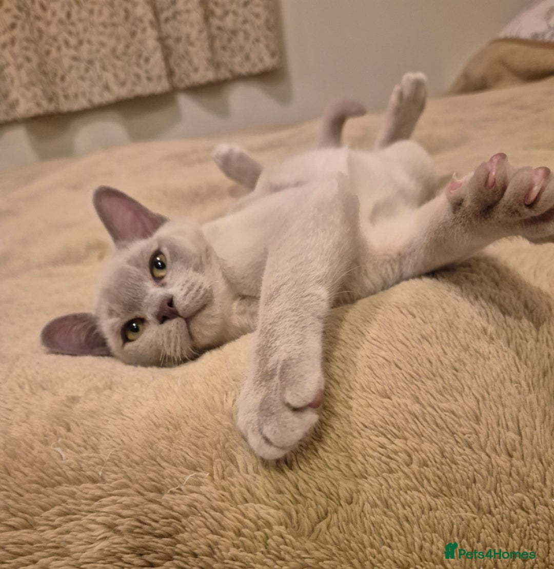 Burmese cats for sale: Pedigree Lilac Male Burmese Kitten - Advert 6