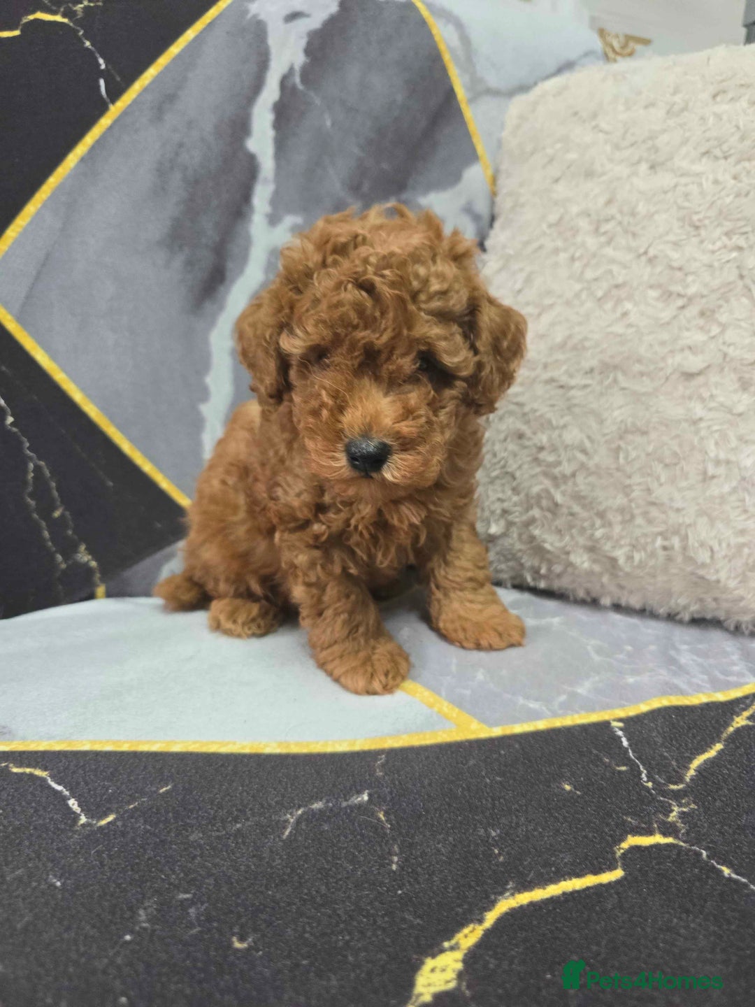 Toy Poodle dogs for sale: 3 Stuninngly cute red toy poodle puppies - Advert 27