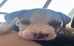 Mixed Breed dogs for sale: Pups for sale - Image 20