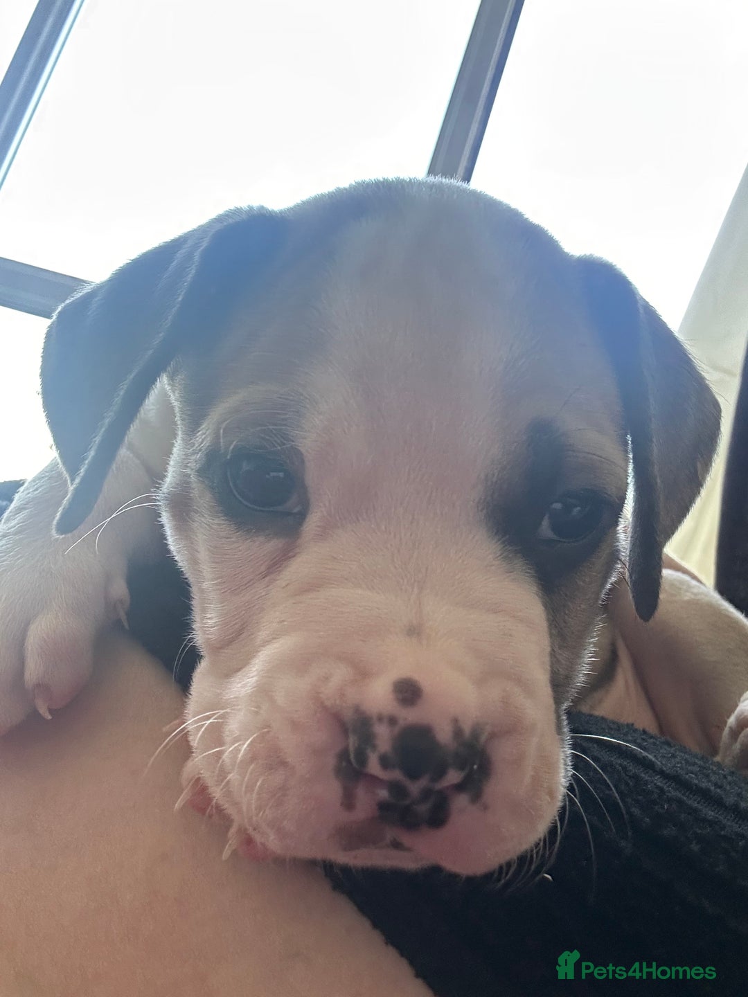 Mixed Breed dogs for sale: Pups for sale - Image 20