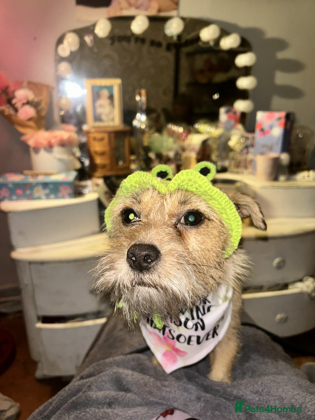 Mixed Breed dogs for sale: Small Jack russel cross  - Image 6