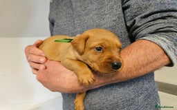 Labrador Retriever dogs for sale: KC REG Stunning Litter Fully Health Tested Parents - Image 10
