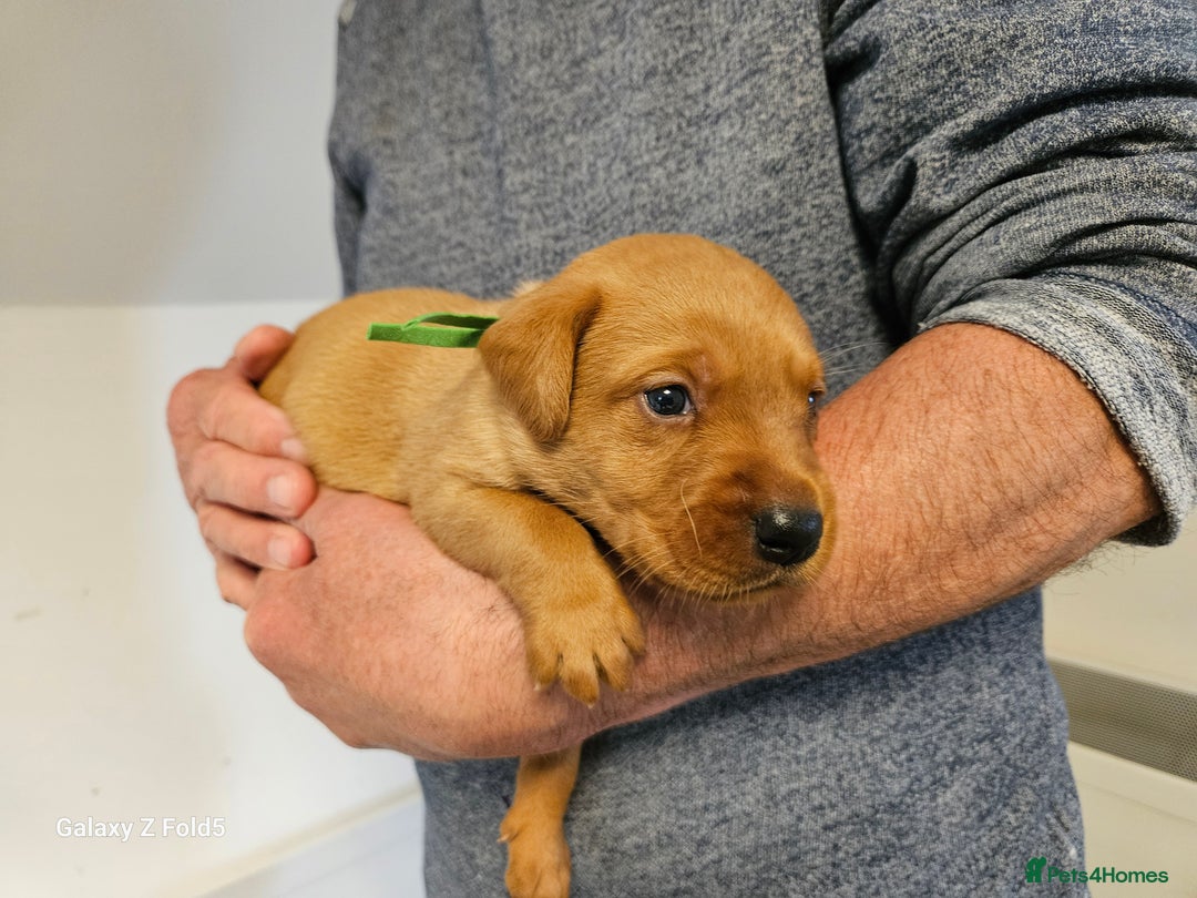 Labrador Retriever dogs for sale: KC REG Stunning Litter Fully Health Tested Parents - Image 10