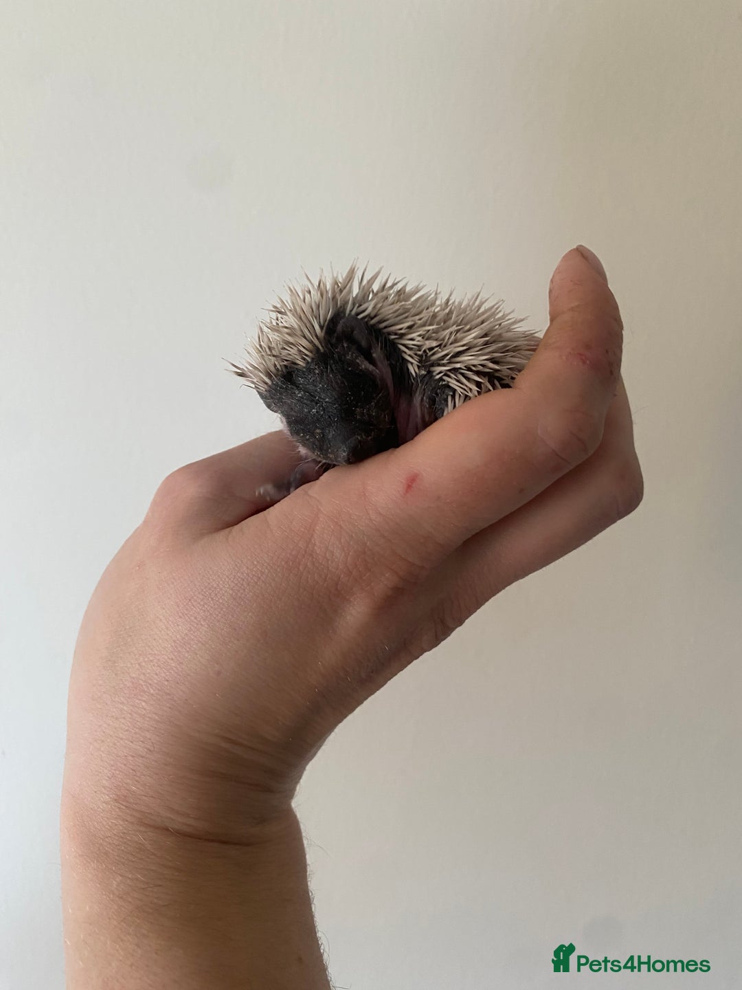Pygmy Hedgehog rodents for sale: Stunning female hoglets for sale!  - Advert 1