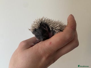 Pygmy Hedgehog rodents Stunning female hoglets for sale! - Advert 3