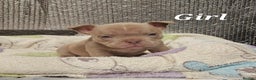 American Bully dogs for sale: Exotic Bullies - Advert 17