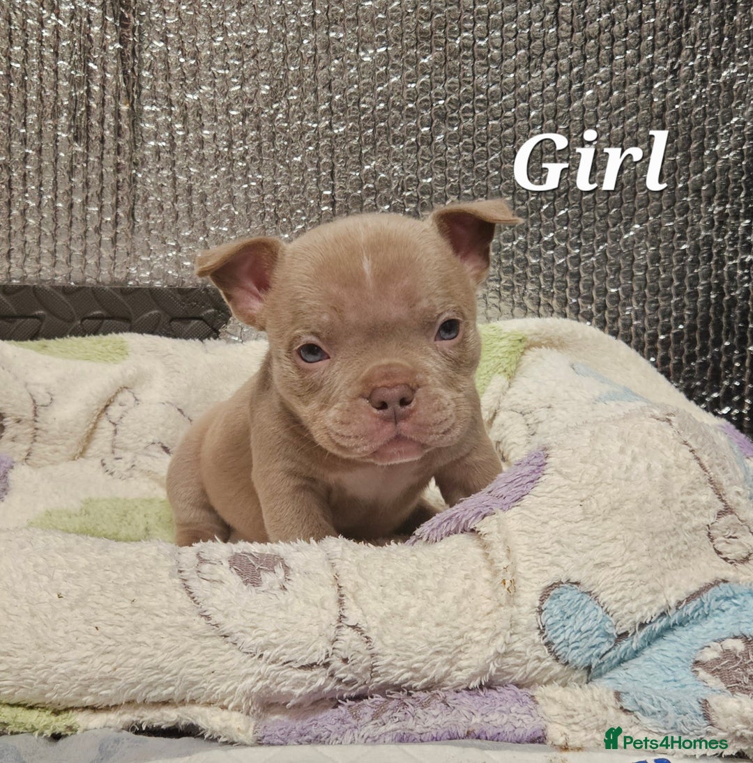 American Bully dogs for sale: Exotic Bullies - Advert 17