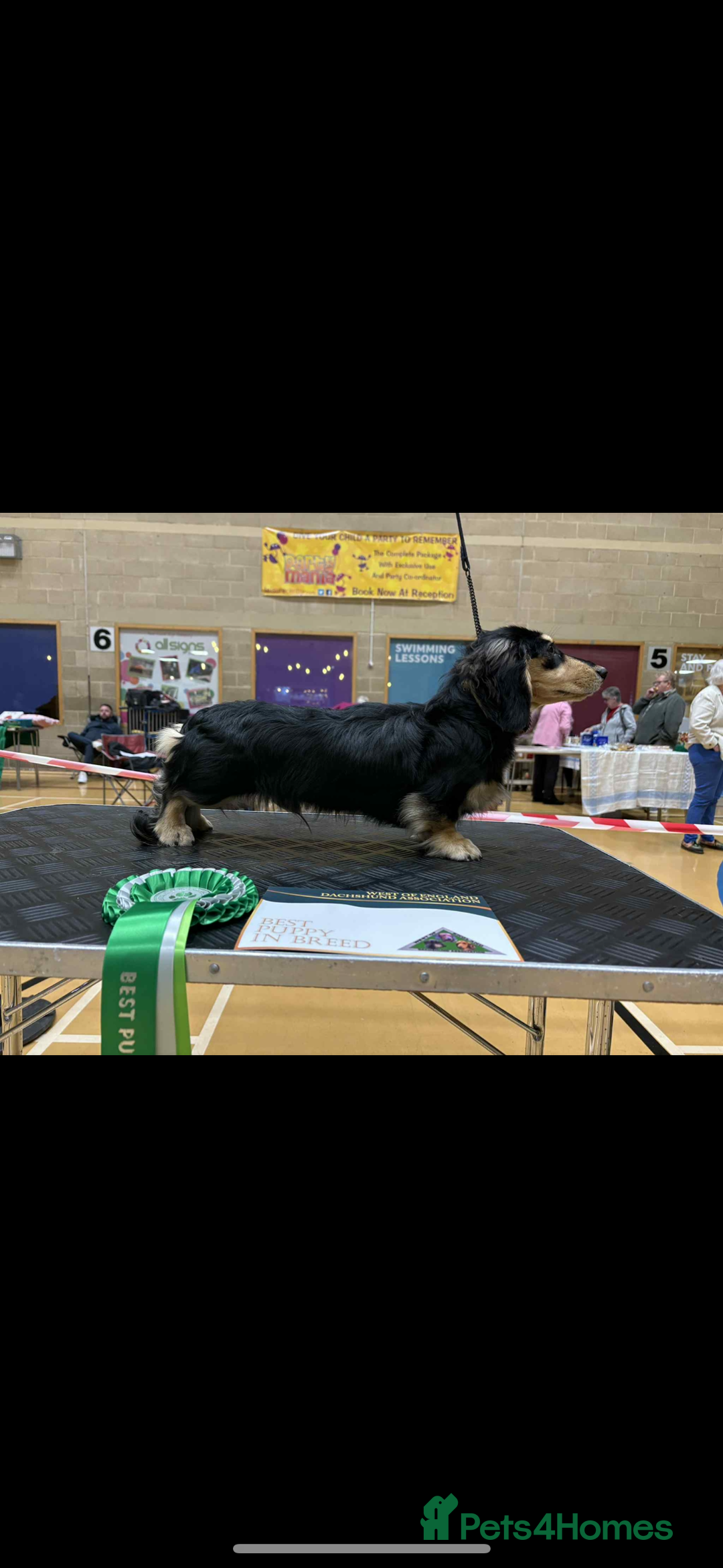 Miniature Dachshund dogs for stud: Miniature long hair dachshund for stud  - Advert 3