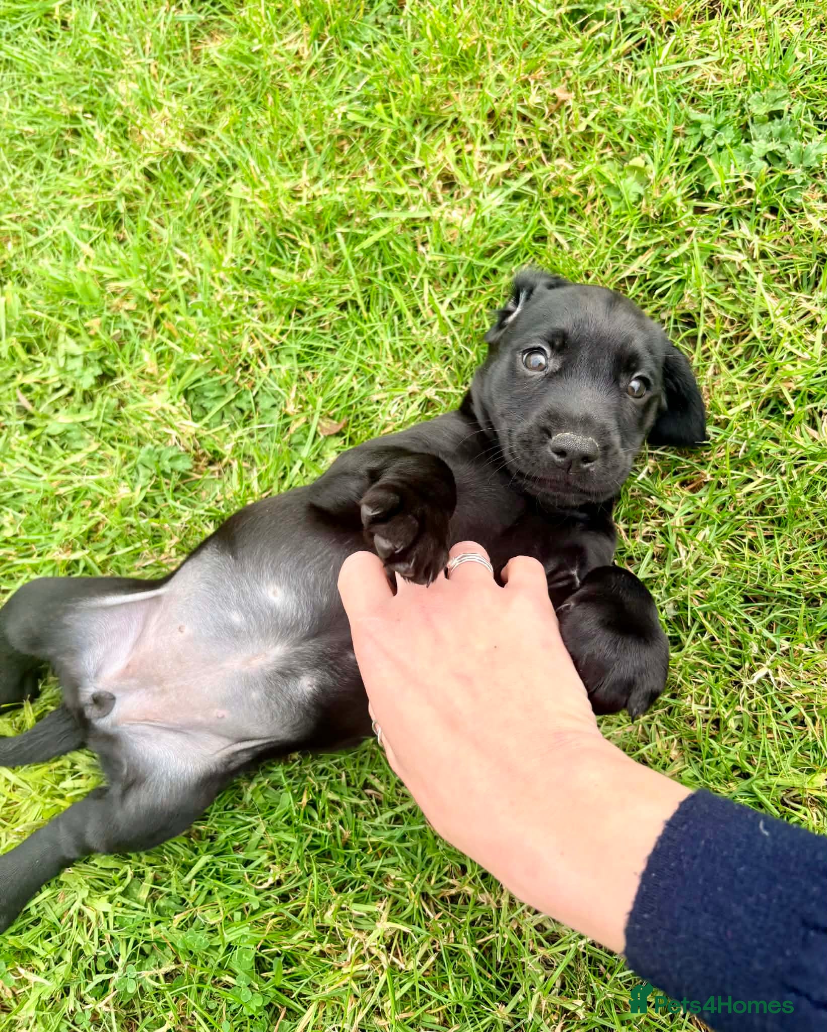 Springador dogs for sale: Spaniel x Labrador puppies  - Advert 6