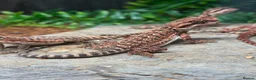 Bearded Dragon reptiles for sale: 100% Baby Red Monster Bearded Dragons - Advert 2