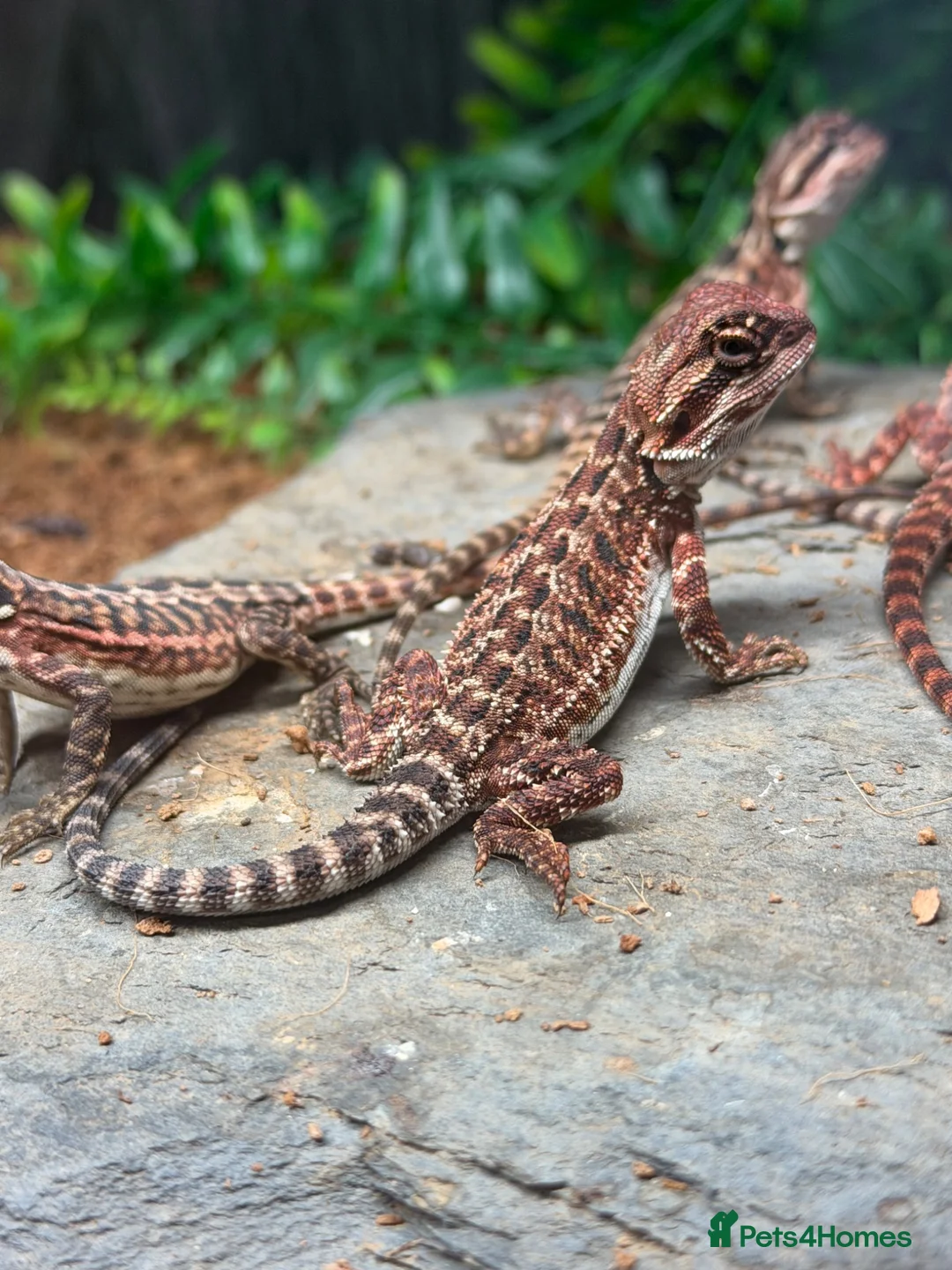 Bearded Dragon reptiles for sale: 100% Baby Red Monster Bearded Dragons - Advert 2