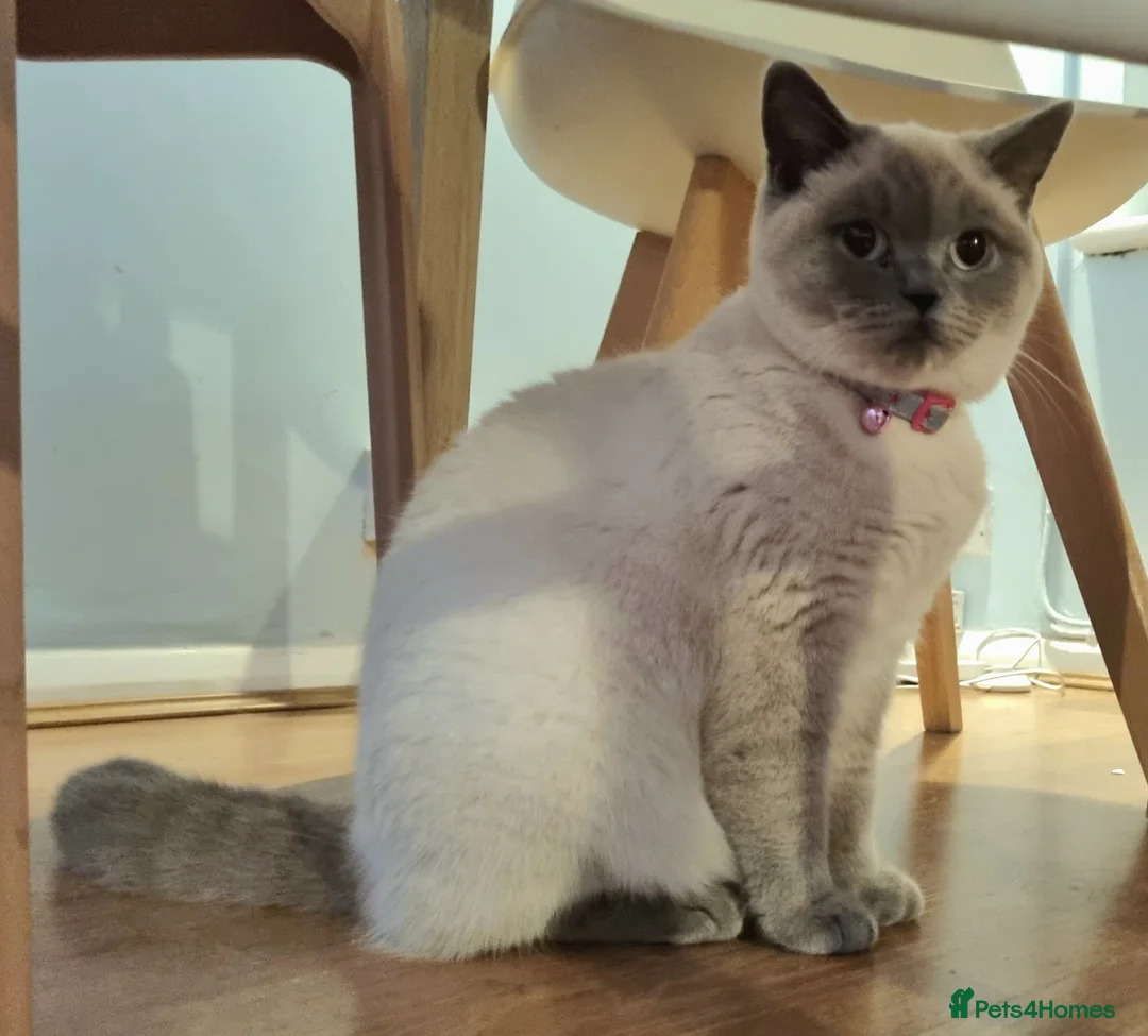 British Shorthair cats for sale: Stunning Lilac Colourpoint Seeking Loving Home - Advert 2