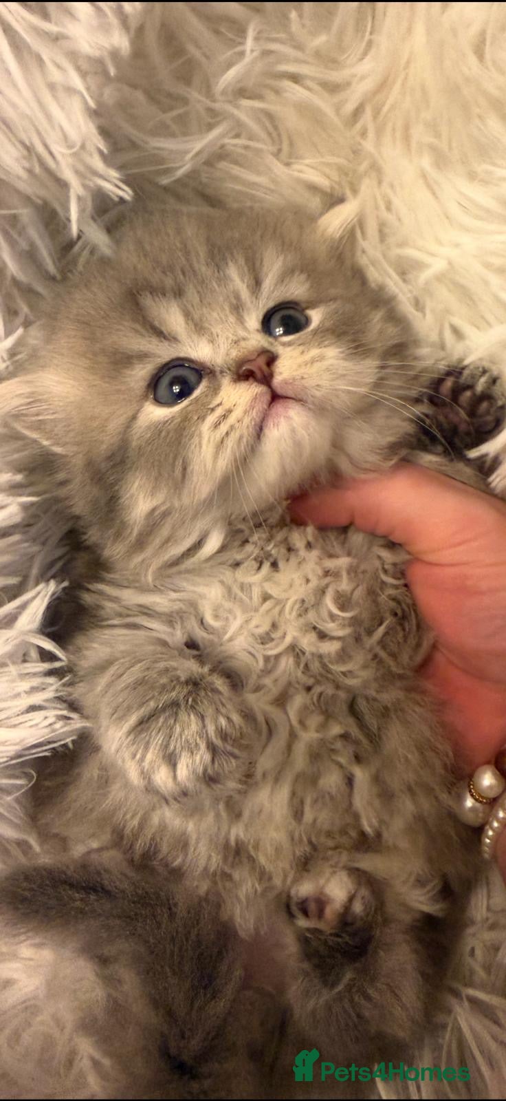 Persian cats Beautiful Persian babies - Advert 9