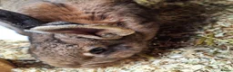 Continental Giant rabbits for sale: Young female giants looking for loving homes in Preston - Advert 4
