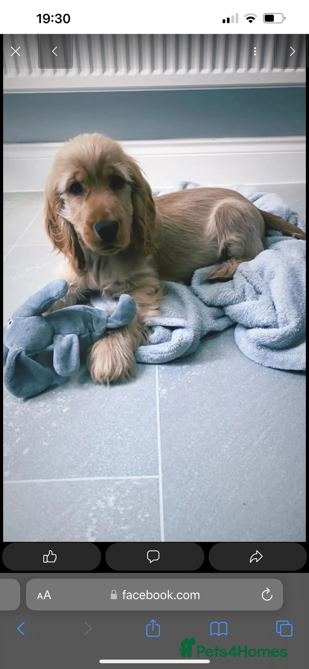 Cocker Spaniel dogs for stud: 🧡🧡 KC REG Stud Orange Roan Show Cocker Spaniel in Northallerton - Advert 25