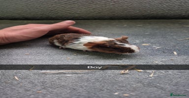 Guinea Pig rodents - Advert 8