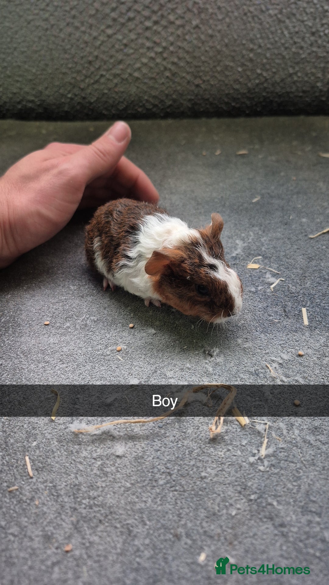 Guinea Pig rodents for sale: Baby Guniea pigs 2 girls/2 boys - Image 2