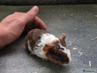 Guinea Pig rodents - Advert 28