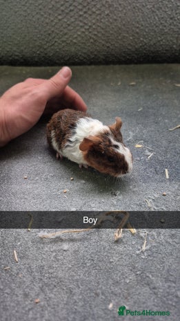 Guinea Pig rodents - Advert 4