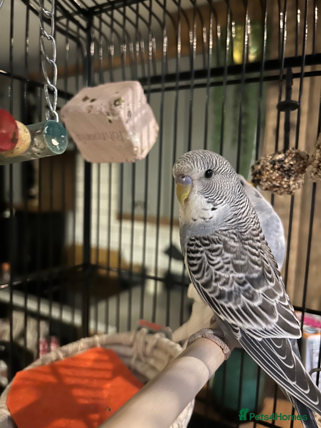 Budgerigars birds for sale: Beautiful Bob the budgie - Advert 1