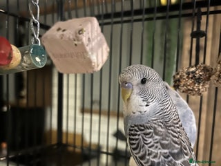 Budgerigars birds Beautiful Bob the budgie - Advert 2