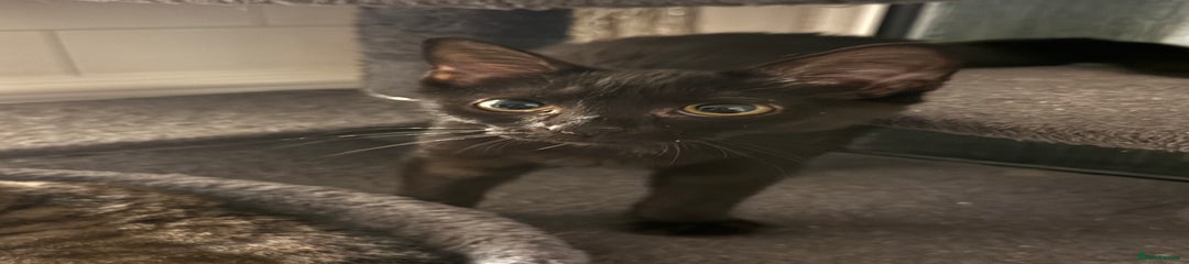 Mixed Breed Kitten 2