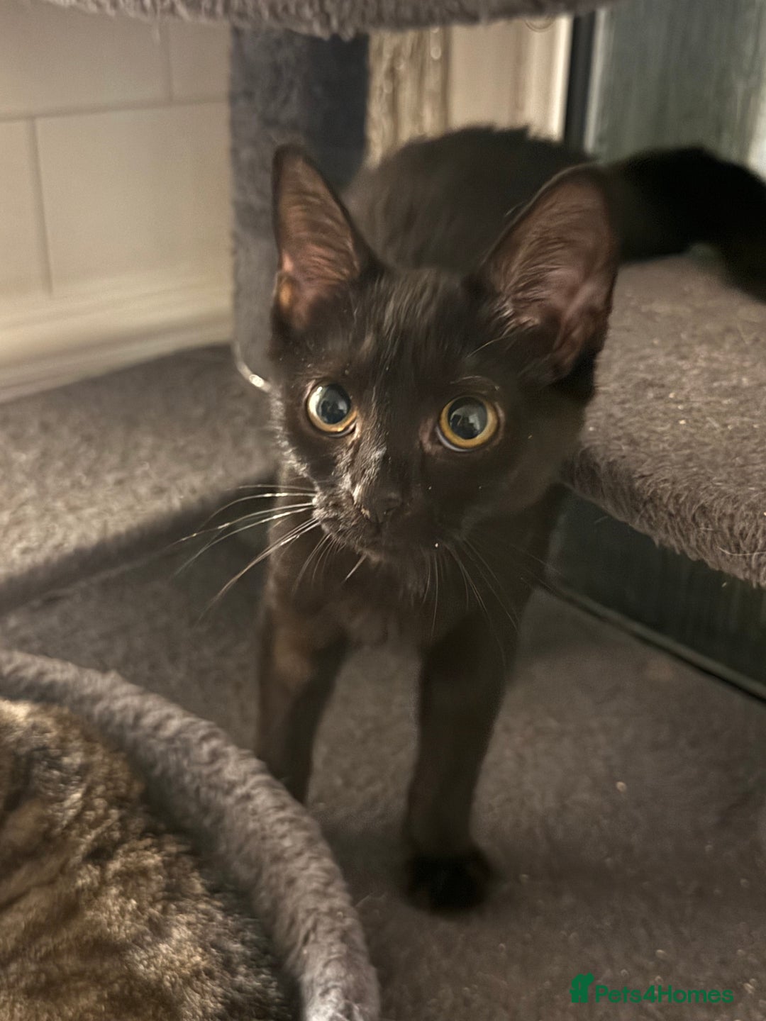 Mixed Breed cats for sale: 3 kittens available now  - Image 15