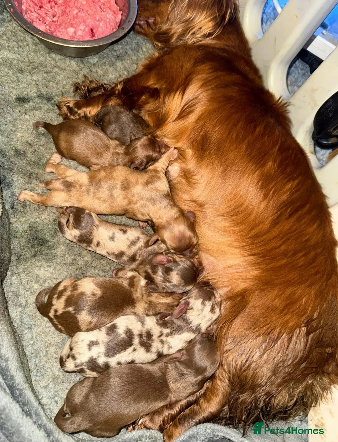 Dachshund dogs for sale: Beautiful dashhounds - Advert 1