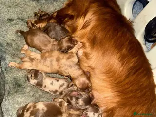 Dachshund dogs Beautiful dashhounds - Advert 1