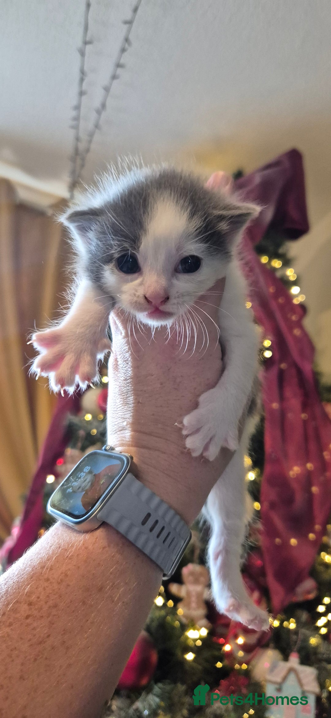 Domestic Shorthair cats for sale: Short hair kittens - Image 3