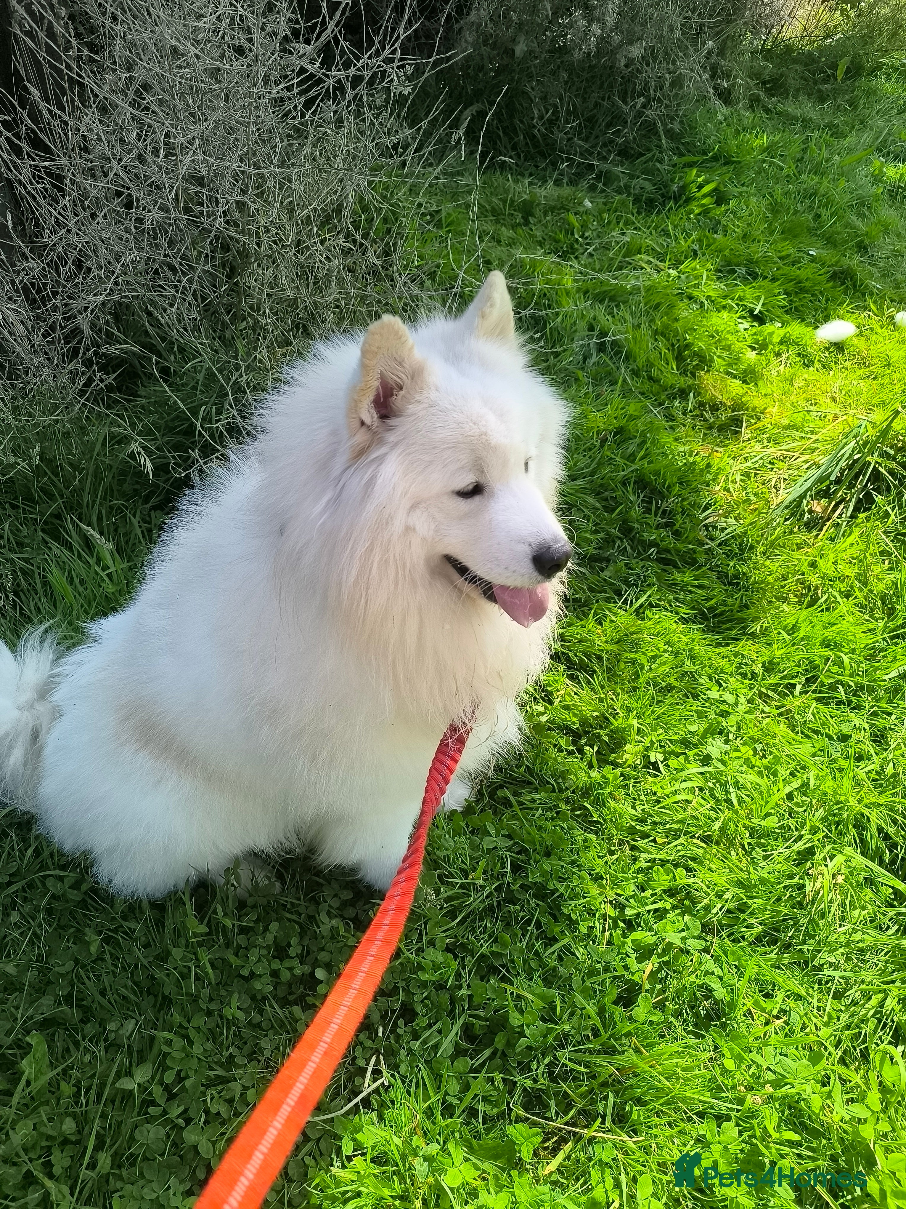 Samoyed dogs Coco is looking for a home - Advert 1