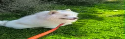 Samoyed dogs for sale: Coco is looking for a home in Kirkcaldy - Advert 1