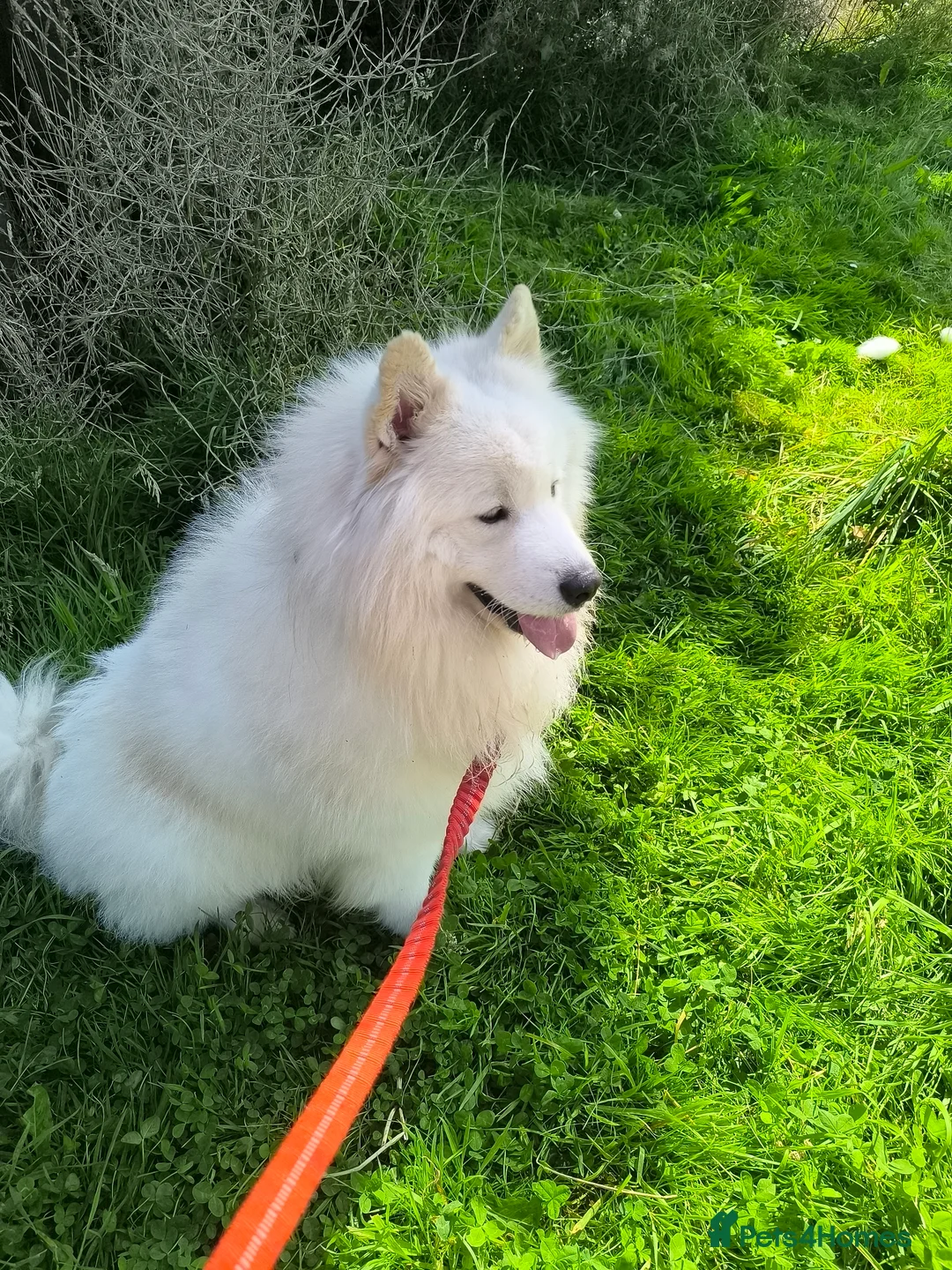 Samoyed dogs for sale: Coco is looking for a home in Kirkcaldy - Advert 1