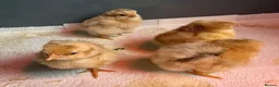 Chickens poultry for sale: Orpington chicks  - Advert 1