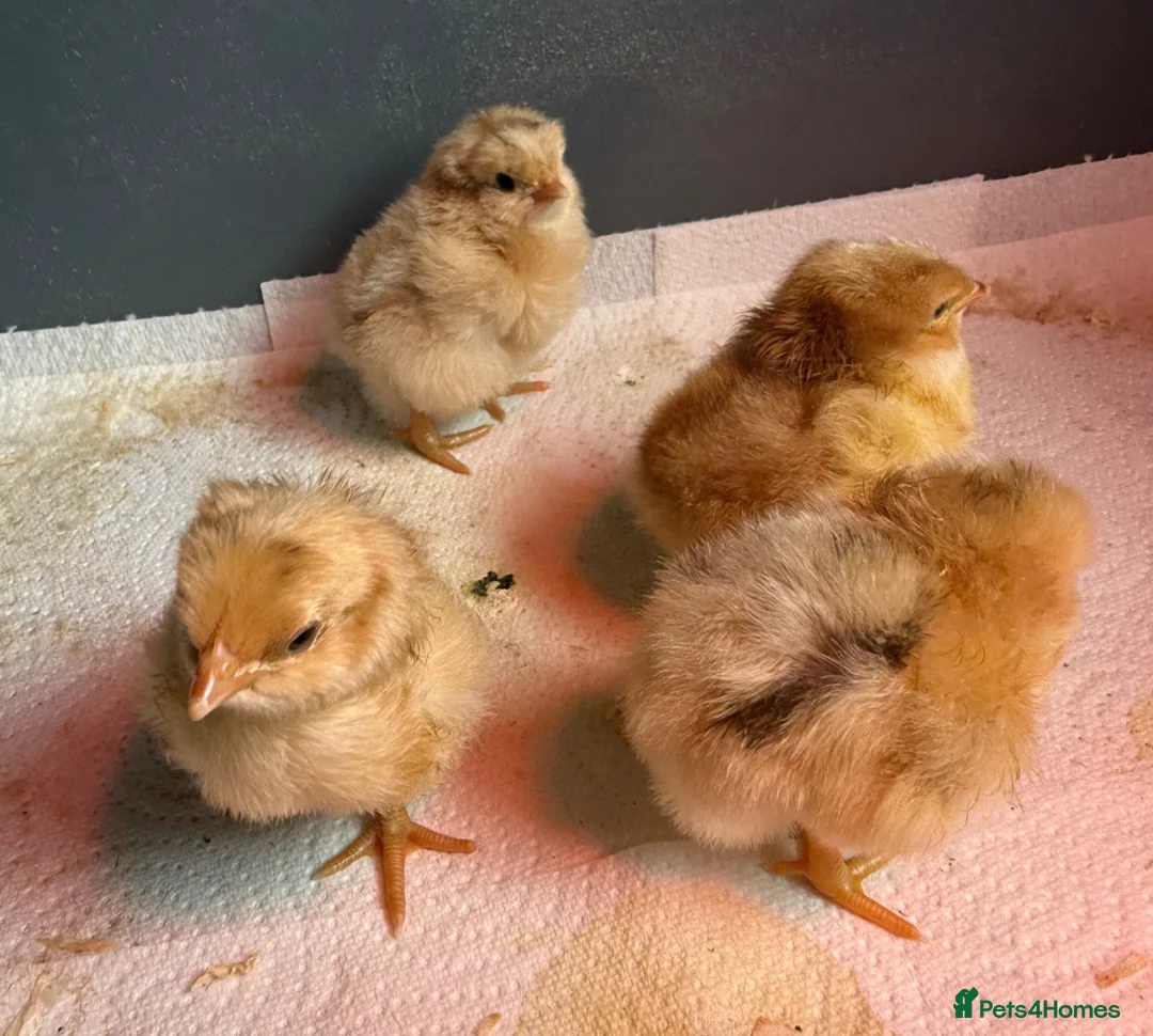 Chickens poultry for sale: Orpington chicks  - Advert 1