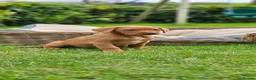 Labrador Retriever dogs for sale: Fox Red Labrador Puppies - Advert 8