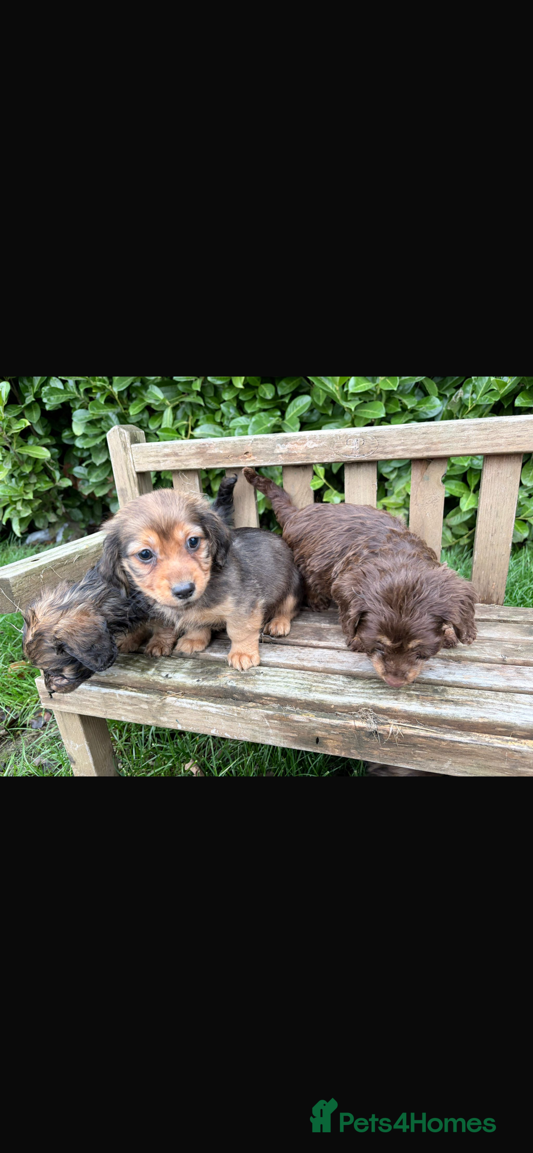 Mixed Breed dogs for sale: Dachshund x Jack pussell - Image 6