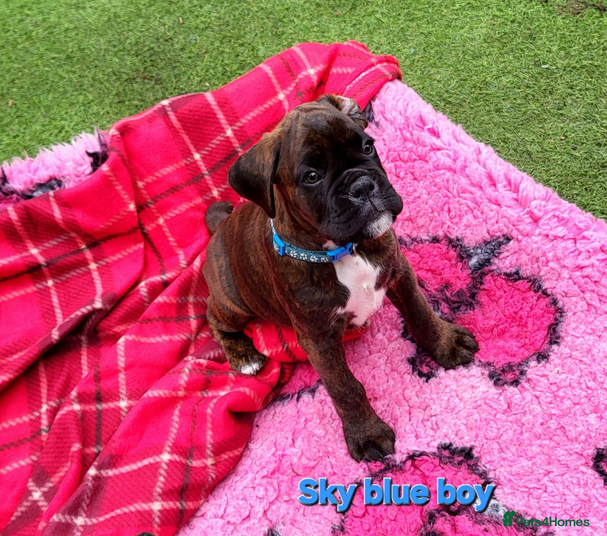Boxer dogs Beutyful bobtail/ tailed Boxer puppy - Advert 1